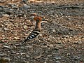 Common Hoopoe (Upupa epops) at Jayanti, Duars, West Bengal W Picture 055.jpg
