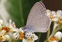 Adult feeding from Cotoneaster sp. Common grass blue.jpg