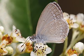 Descrizione dell'immagine Common grass blue.jpg.