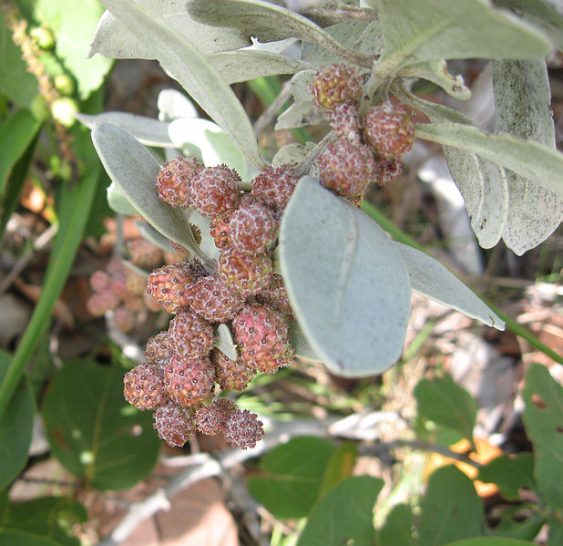 File:Conocarpus erectus Key Largo.jpg