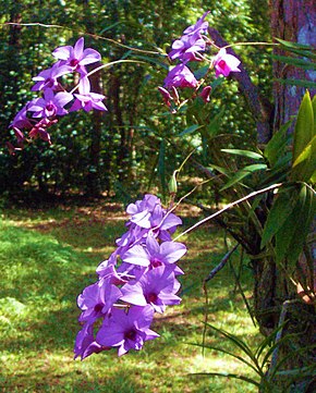 Descrição da imagem Cooktown orchids.jpg.