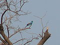 Senegalracke Abyssinian Roller