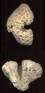 Bleached coral skeletons, which can be inhabited by micro- and macro-organisms to form live rock Coral.jpg