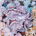 * Nomination Toadstool leather coral (Sarcophyton glaucum), Red Sea, Egypt --Poco a poco 07:20, 1 July 2023 (UTC) * Promotion  Support Good quality. --Frank Schulenburg 04:38, 2 July 2023 (UTC)