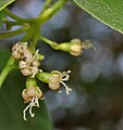 Cordia dichotoma flowers in Hyderabad, India.