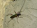 Cordylomera spinicornis, Uganda