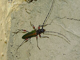 <i>Cordylomera</i> Genus of beetles