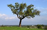 Quercus suber (Fagaceae) Cork oak