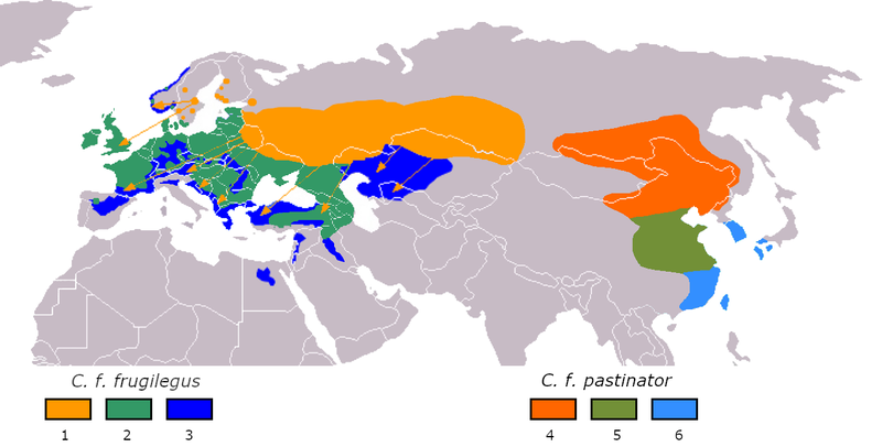 File:Corvus frugilegus distribution.png