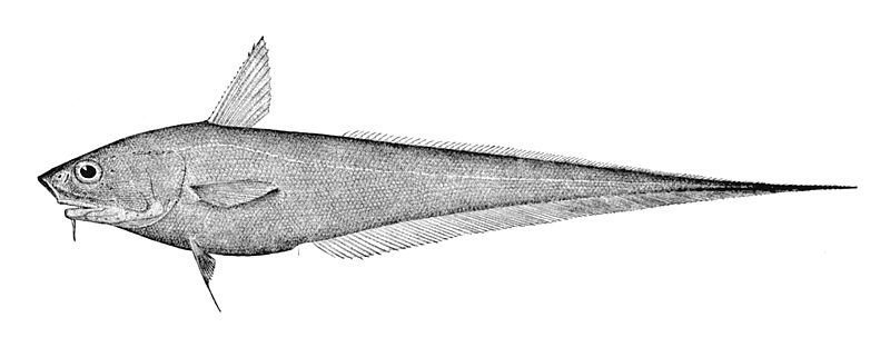 File:Coryphaenoides armatus.jpg