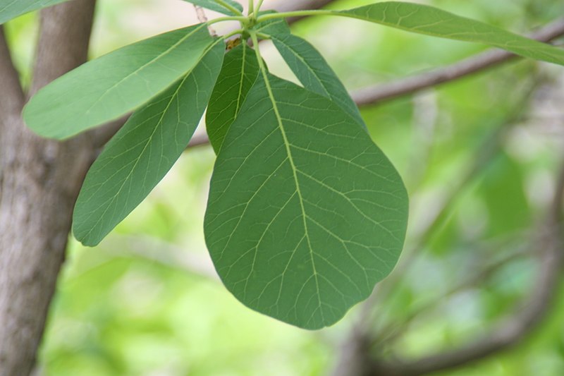 File:Cotinus obovatus 12zz.jpg