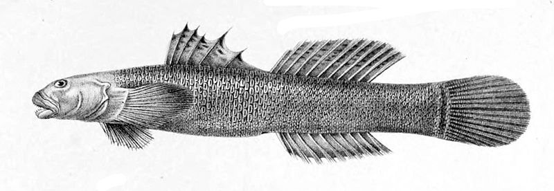 File:Cotylopus acutipinnis1.jpg