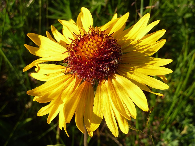 File:Cowpen Daisy- Verbesina encelioides.jpg