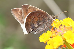 Coyote cloudywing (Achalarus toxeus) ventral.jpg