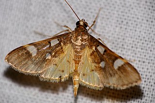 <i>Cotachena</i> Genus of moths