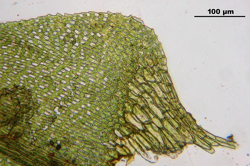 File:Cratoneuron filicinum (b, 144734-474742) 0158.JPG