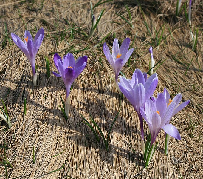 File:Crocus vernus 2.jpg