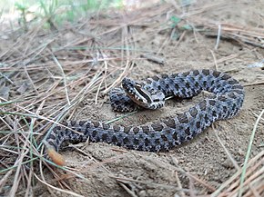 A kép leírása Crotalus pusillus 72647737.jpg.