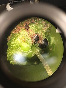 Cryptmitrium tenerum sporangia, 25x durch ein Seziermikroskop aufgenommen