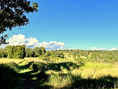 Moist Shale Woodlands Cumberlain Plain Woodland6.jpg