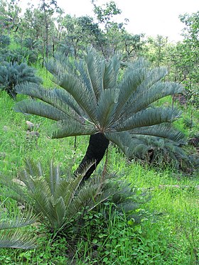 Cycas platyphylla no extremo norte de Queensland, Austrália