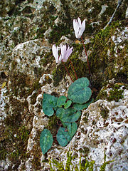 Cyclamen