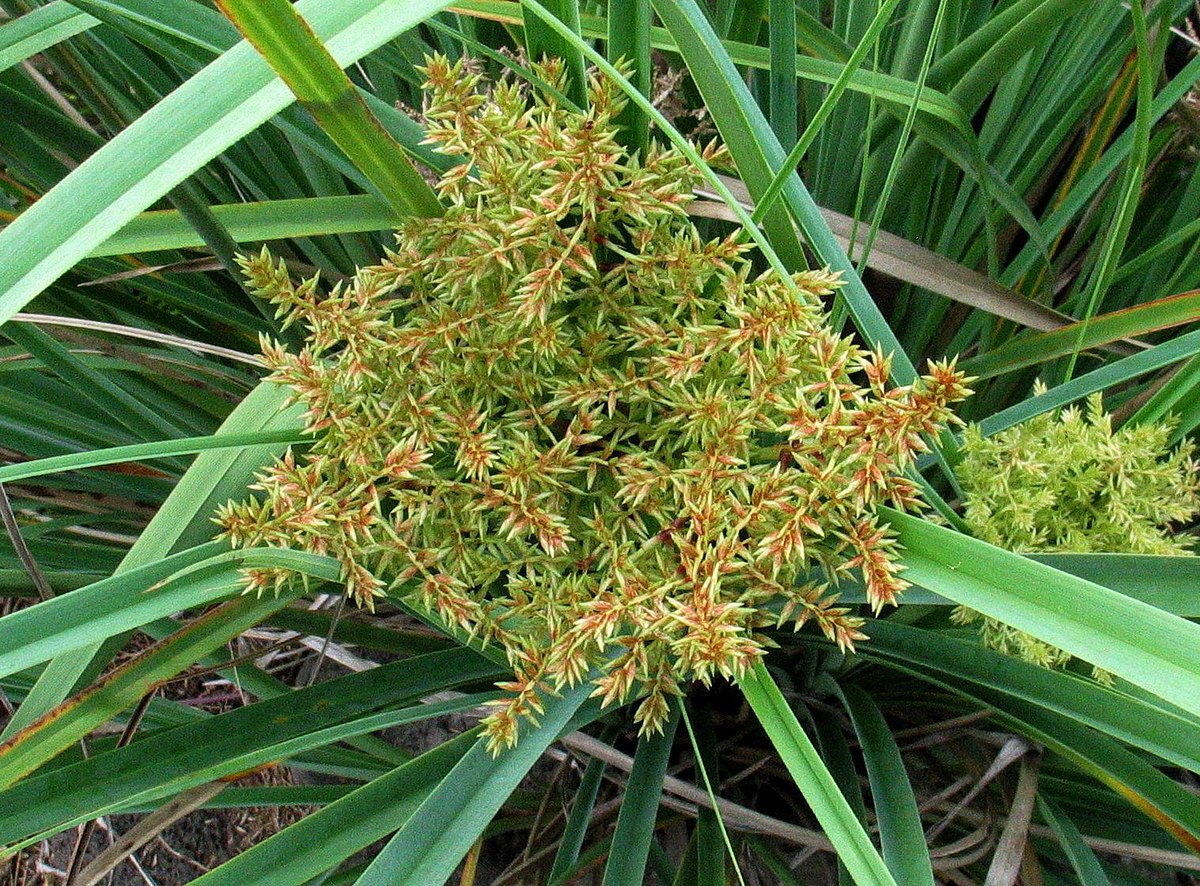 Трава циперус 4 буквы сканворд. Циперус. Cyperus glomeratus. Cyperaceae. Калма трава.