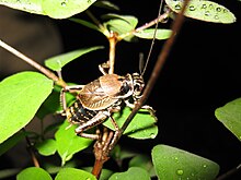 Cyphoderris buckelli 01.jpg