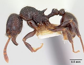 <i>Cyphoidris</i> Genus of ants