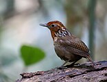 Cargolet músic Cyphorhinus arada arada