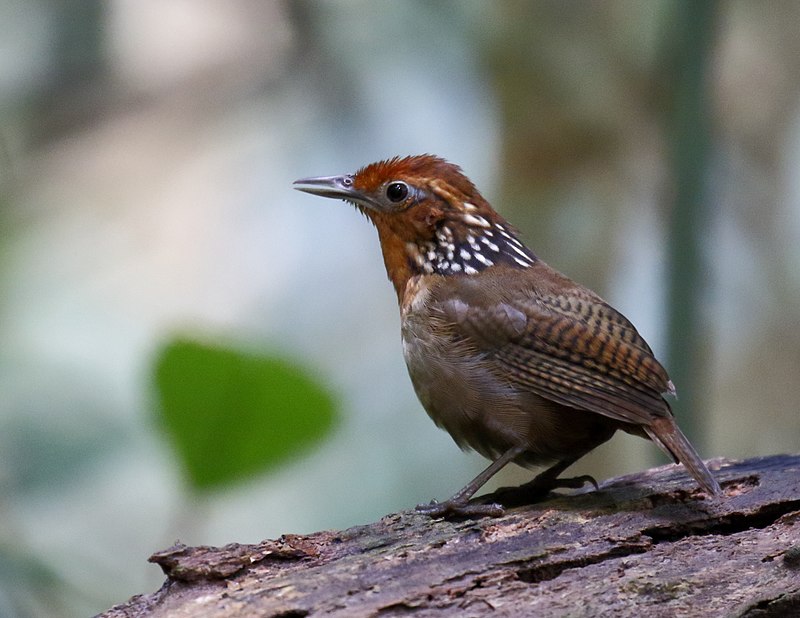 Uirapuru-verdadeiro em Presidente Figueiredo, estado de Amazonas, Brasil.