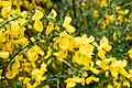 エニシダ Cytisus scoparius