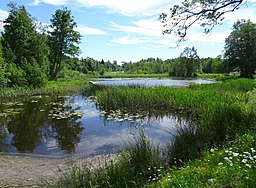 Dammträsk, vy från norra spetsen söderut.