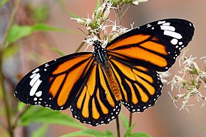 Opis zdjęcia Danaus genutia dorsal view 20141108.jpg.