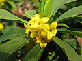 male flowers, Aizu area, Fukushima pref., Japan