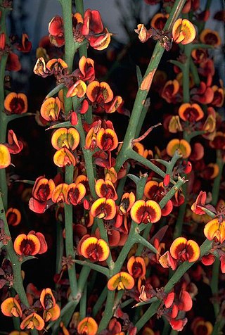 <i>Daviesia intricata</i> Species of flowering plant