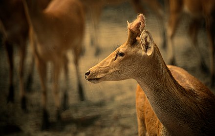 Deer in Dudhwa