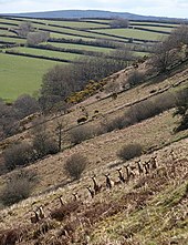 Deer in Exmoor National Park Deer in the Quarme valley - geograph.org.uk - 767046.jpg