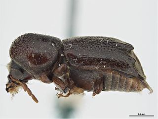 <i>Dendrobiella sericans</i> Species of beetle