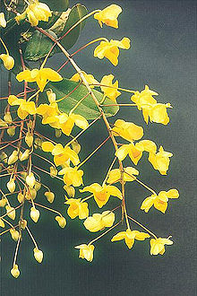 Dendrobium-lindleyi.jpg