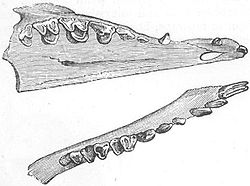 Dentition of Tupaia Dentition tupaia.jpg