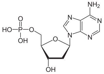 File:Desoxyadenosinmonophosphat protoniert.svg