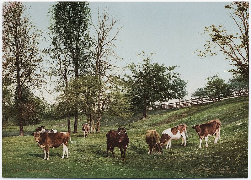File:Detroit Photographic Company (0061) - Cattle in California.jpg