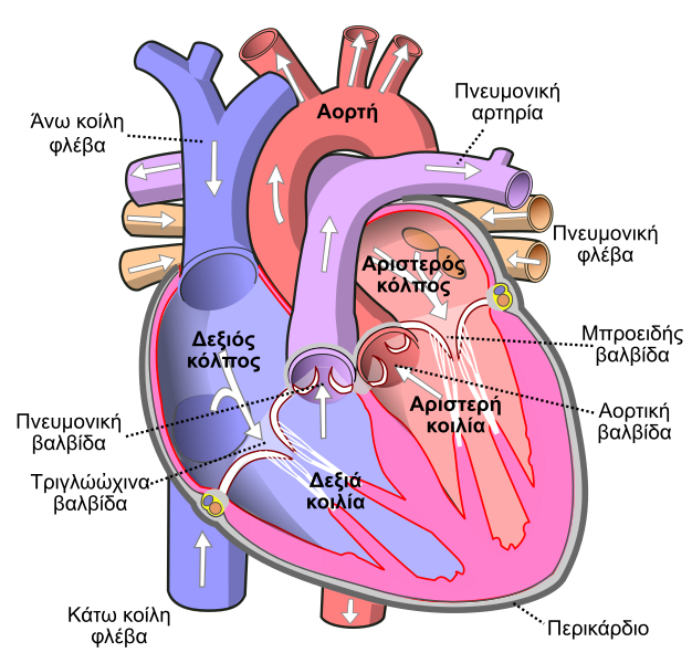 File:Diagram of the human heart el.svg