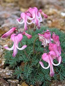 Dicentra peregrina Komakusa.jpg 