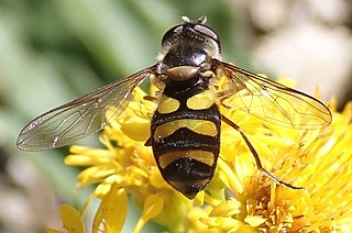 <i>Didea fuscipes</i> Species of fly