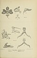 Cleisostoma javanicum (as syn. Sarcanthus javanicus) figure 447 in: Johannes Jacobus Smith: Die Orchideen von Java Figuren-Atlas - 6. Heft Leiden (1914)