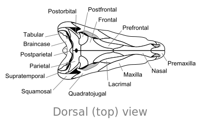 Ossa del cranio di Dimetrodon, in vista dorsale