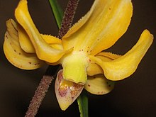 Dimorphorchis rossii - فلیکر 003.jpg