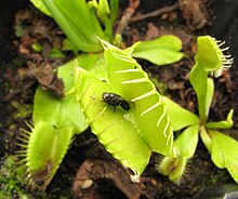 Fly trapped by Dionaea muscipula Dionaea, fly. 1.jpg